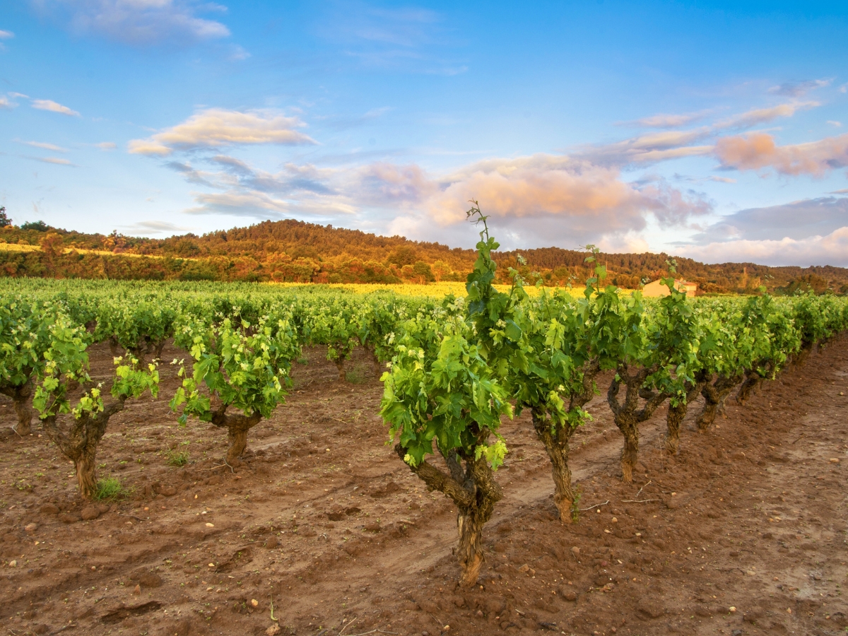 Argentine Malbec Georgia