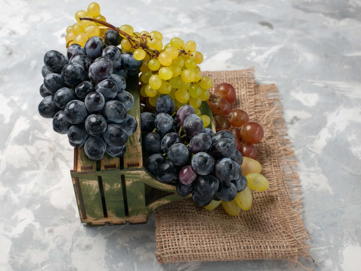 norton wines