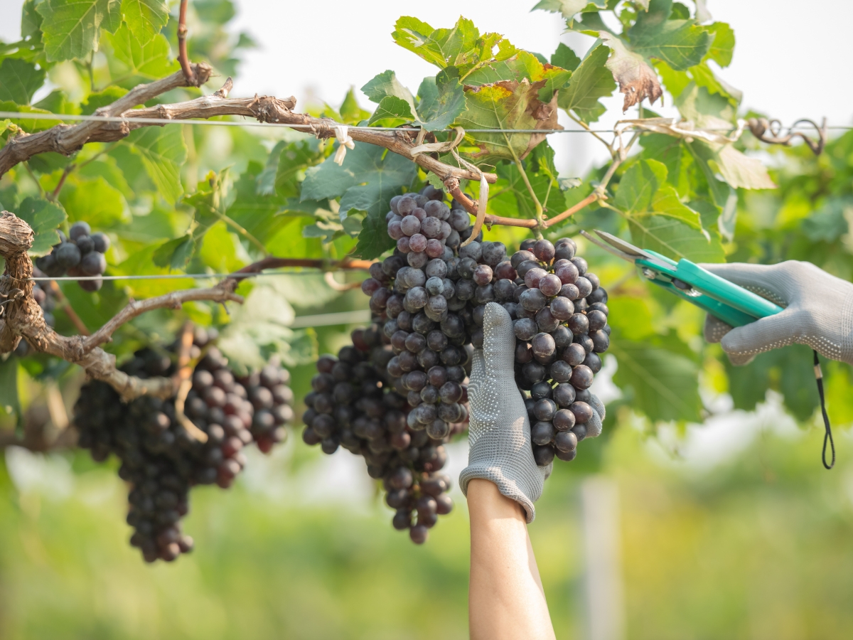 Norton Wines