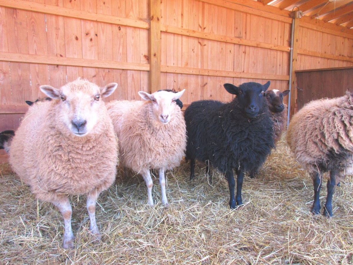 sheep